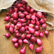SMALL ONION/ ഉള്ളി